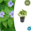 LA GREEN TOUCH - Géranium noueux x6 – entre 0,38 et 0,5m2