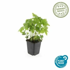 LA GREEN TOUCH - Géranium noueux x6 – entre 0,38 et 0,5m2