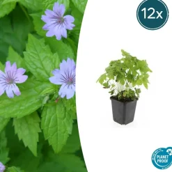 LA GREEN TOUCH - Géranium noueux x12 – entre 0,75 et 1m2