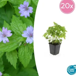 LA GREEN TOUCH - Géranium noueux x12 – entre 0,75 et 1m2