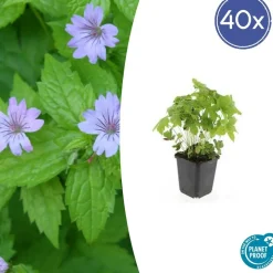 LA GREEN TOUCH - Géranium noueux x12 – entre 0,75 et 1m2
