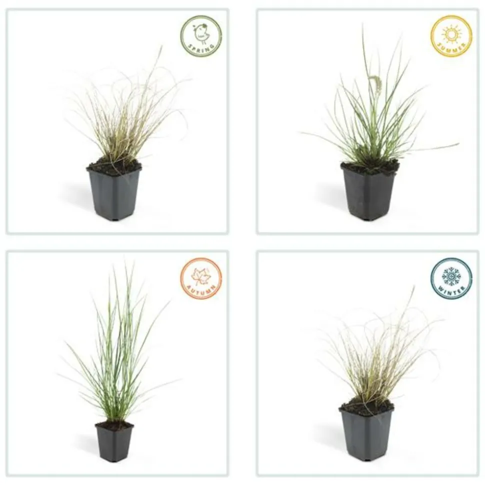 LA GREEN TOUCH - Géranium rhizomateux ingwersen x 6