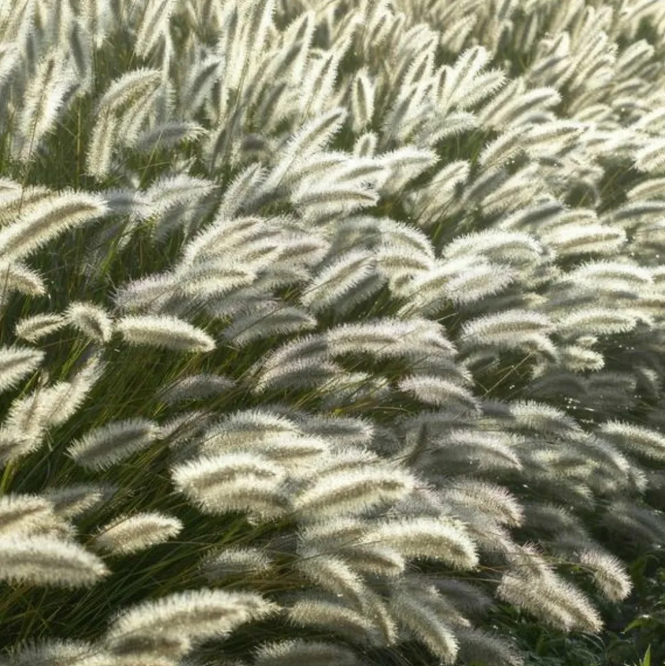 LA GREEN TOUCH - Géranium rhizomateux ingwersen x 6