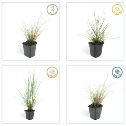 LA GREEN TOUCH - Géranium rhizomateux ingwersen x 12
