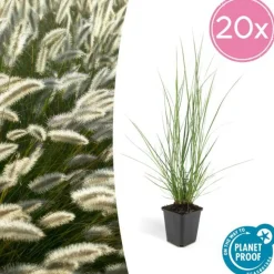 LA GREEN TOUCH - Géranium rhizomateux ingwersen x 12