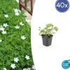 LA GREEN TOUCH - Géranium sanguin 'album' x40 – entre 2,5 et 3,33m2