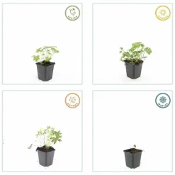 LA GREEN TOUCH - Géranium sanguin 'album' x6 – entre 0,38 et 0,5m2