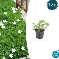 LA GREEN TOUCH - Géranium sanguin 'album' x12 – entre 0,75 et 1m2