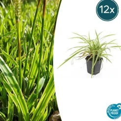 LA GREEN TOUCH - Géranium sanguin 'album' x12 – entre 0,75 et 1m2