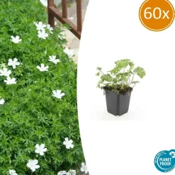 LA GREEN TOUCH - Géranium sanguin 'album' x60 – entre 3,75 et 5m2