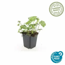 LA GREEN TOUCH - Géranium sanguin 'album' x60 – entre 3,75 et 5m2