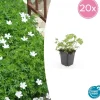LA GREEN TOUCH - Géranium sanguin 'album' x20 – entre 1,25 et 1,67m2