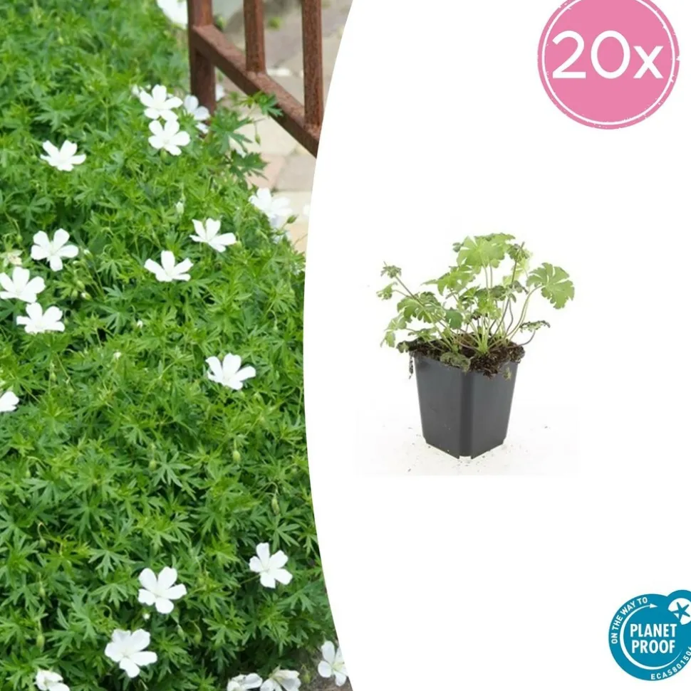 LA GREEN TOUCH - Géranium sanguin 'album' x20 – entre 1,25 et 1,67m2
