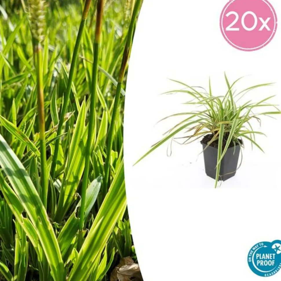 LA GREEN TOUCH - Géranium sanguin 'album' x20 – entre 1,25 et 1,67m2