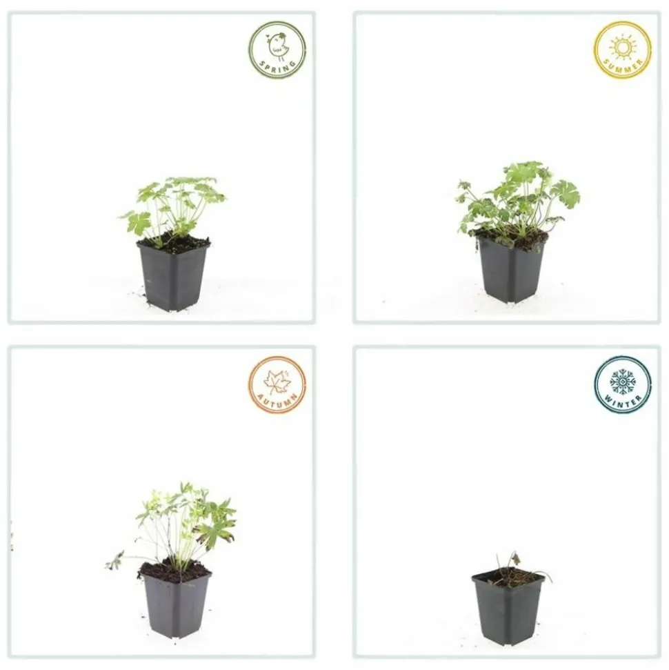 LA GREEN TOUCH - Géranium sanguin 'album' x20 – entre 1,25 et 1,67m2