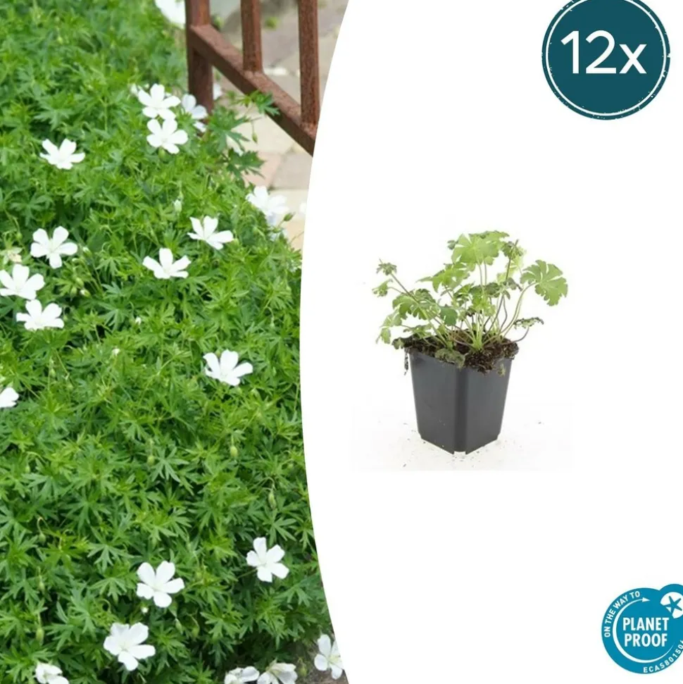 LA GREEN TOUCH - Géranium sanguin 'album' x20 – entre 1,25 et 1,67m2