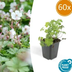 LA GREEN TOUCH - Géranium vivace 'biokovo' x60 – entre 3,75 et 5m2
