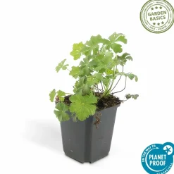 LA GREEN TOUCH - Géranium vivace 'biokovo' x60 – entre 3,75 et 5m2