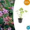 LA GREEN TOUCH - Géranium vivace macrorrhizum x60 – entre 3,75 et 5m2
