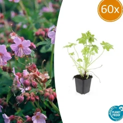 LA GREEN TOUCH - Géranium vivace macrorrhizum x60 – entre 3,75 et 5m2