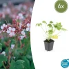 LA GREEN TOUCH - Géranium vivace 'spessart' x6 – entre 0,38 et 0,5m2