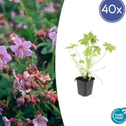 LA GREEN TOUCH - Géranium vivace macrorrhizum x40 – entre 2,5 et 3,33m2