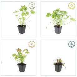 LA GREEN TOUCH - Géranium vivace macrorrhizum x40 – entre 2,5 et 3,33m2