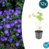 LA GREEN TOUCH - Géranium vivace 'johnson's blue' x12 – entre 0,75 et 1m2