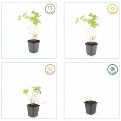 LA GREEN TOUCH - Géranium vivace 'johnson's blue' x12 – entre 0,75 et 1m2