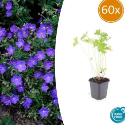 LA GREEN TOUCH - Géranium vivace 'johnson's blue' x60 – entre 3,75 et 5m2