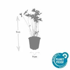 LA GREEN TOUCH - Géranium vivace 'johnson's blue' x60 – entre 3,75 et 5m2