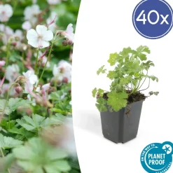 LA GREEN TOUCH - Géranium vivace 'biokovo' x40 – entre 2,5 et 3,33m2