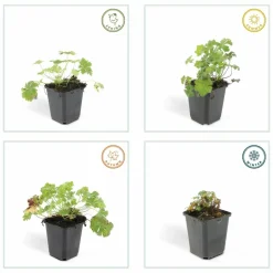 LA GREEN TOUCH - Géranium vivace 'biokovo' x40 – entre 2,5 et 3,33m2
