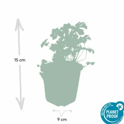 LA GREEN TOUCH - Géranium vivace 'biokovo' x40 – entre 2,5 et 3,33m2