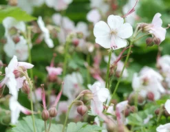 LA GREEN TOUCH - Géranium vivace 'biokovo' x40 – entre 2,5 et 3,33m2