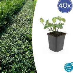 LA GREEN TOUCH - Géranium vivace 'spessart' x60 – entre 3,75 et 5m2
