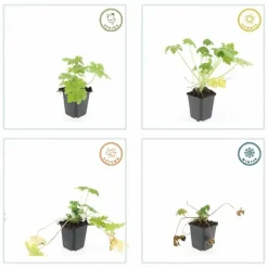 LA GREEN TOUCH - Géranium vivace 'spessart' x60 – entre 3,75 et 5m2