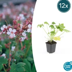 LA GREEN TOUCH - Géranium vivace 'spessart' x60 – entre 3,75 et 5m2