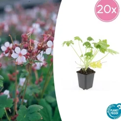 LA GREEN TOUCH - Géranium vivace 'spessart' x60 – entre 3,75 et 5m2