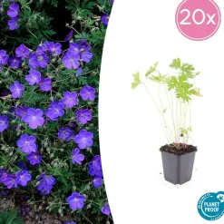 LA GREEN TOUCH - Géranium vivace 'johnson's blue' x20 – entre 1,25 et 1,67m2
