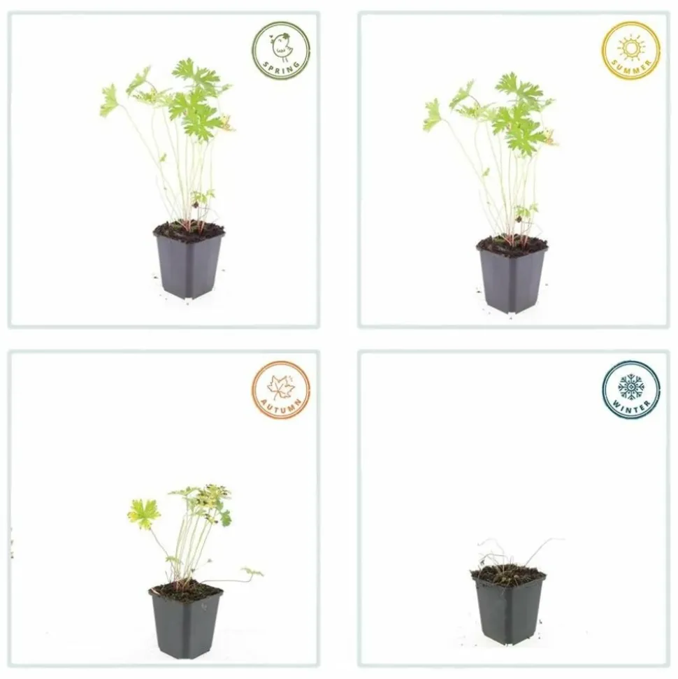 LA GREEN TOUCH - Géranium vivace 'johnson's blue' x20 – entre 1,25 et 1,67m2
