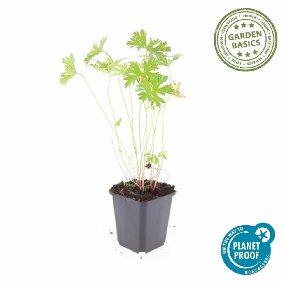LA GREEN TOUCH - Géranium vivace 'johnson's blue' x20 – entre 1,25 et 1,67m2