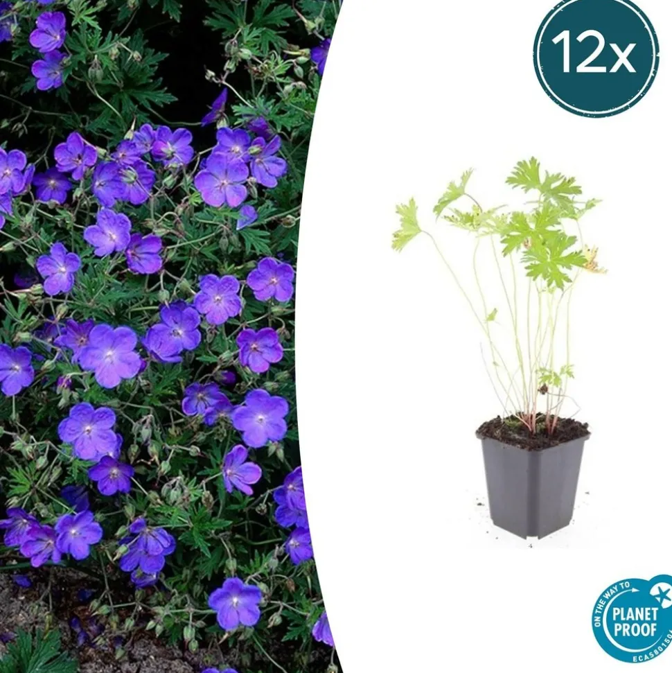 LA GREEN TOUCH - Géranium vivace 'johnson's blue' x20 – entre 1,25 et 1,67m2