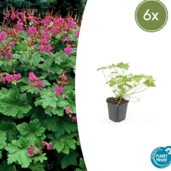 LA GREEN TOUCH - Géranium vivace 'czakor' x6 – entre 0,38 et 0,5m2