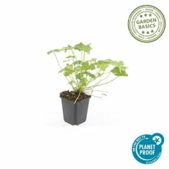 LA GREEN TOUCH - Géranium vivace 'czakor' x6 – entre 0,38 et 0,5m2