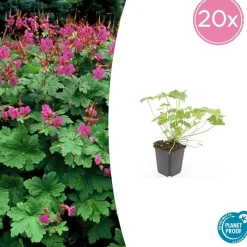 LA GREEN TOUCH - Géranium vivace 'czakor' x6 – entre 0,38 et 0,5m2
