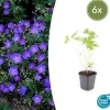 LA GREEN TOUCH - Géranium vivace 'johnson's blue' x6 – entre 0,38 et 0,5m2
