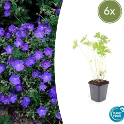 LA GREEN TOUCH - Géranium vivace 'johnson's blue' x6 – entre 0,38 et 0,5m2