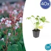 LA GREEN TOUCH - Géranium vivace 'spessart' x40 – entre 2,5 et 3,33m2