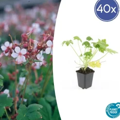 LA GREEN TOUCH - Géranium vivace 'spessart' x40 – entre 2,5 et 3,33m2